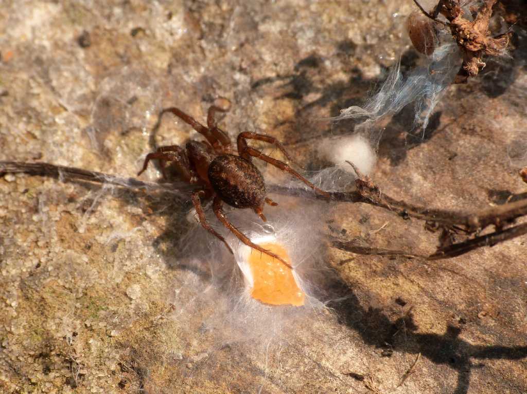 Ovisacchi di Lycosoides coarctata - Tolfa (RM)